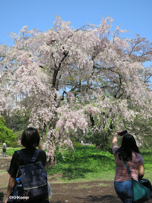 cherry blossoms, Tokyo