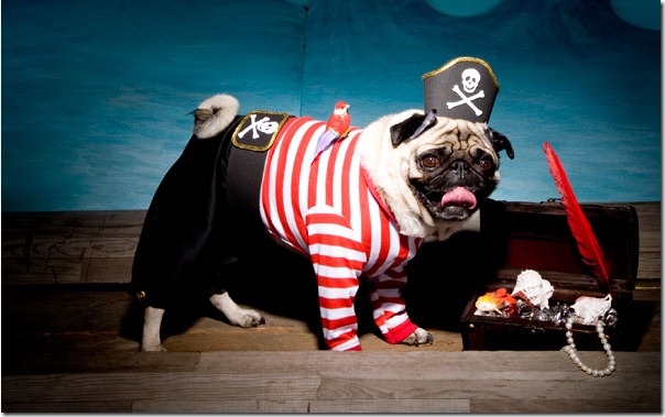 pug-pirate-opener