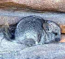 Short tailed Chinchilla