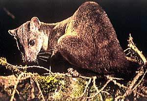  Gambar  Binatang  Musang  Sulawesi