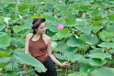 Lotus in Viet Nam