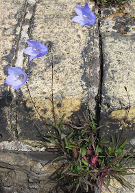 Harebells, Campanula rotundifolia, on a stone wall in Hayes village. 5 May 2011.  They are called bluebells in Scotland.