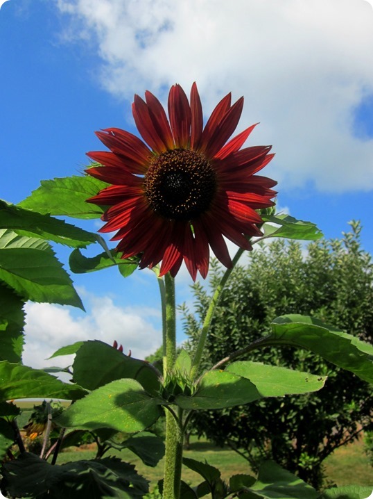 Garden, cats 012