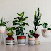 Undoubtedly, these nine different pots are ready to decorate your room beautifully.