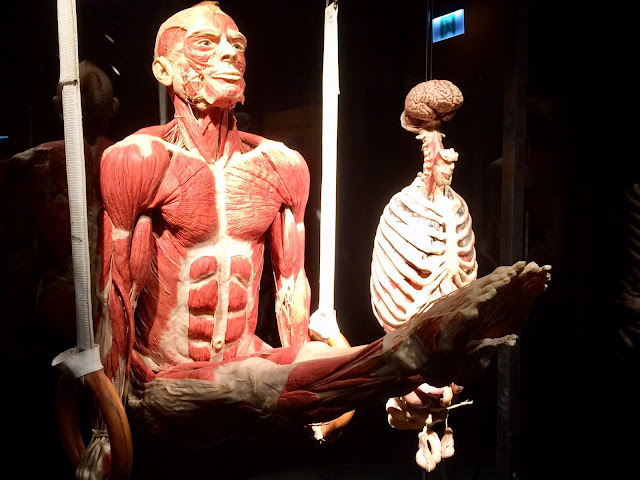 Wystawa Body Worlds & The Cycle of Life