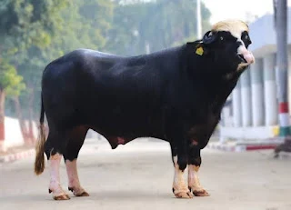 Nili Ravi Buffalo: दूध उत्पादन की सुपरस्टार