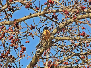 robin in crabapple tree