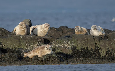 The Vatnsnes Peninsula - Seals in the north of Iceland