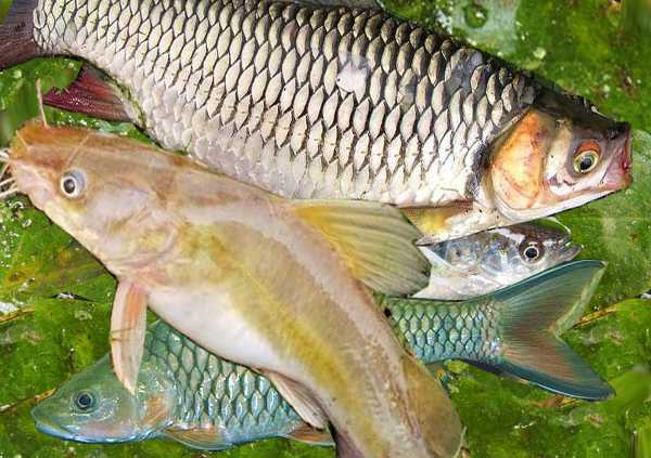  Ikan  Khas Sungai  di Indonesia Lalaukan