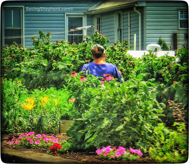 Amish Garden