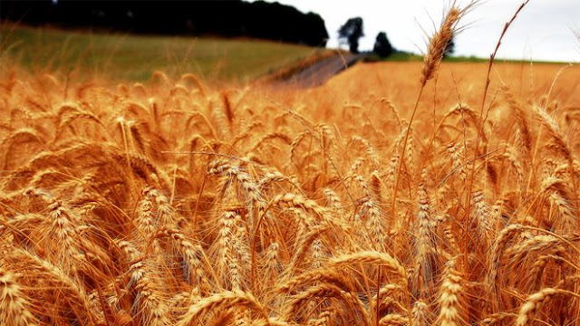 Wheat, a crop typically grown in cool climates, could be hit hard, say the authors