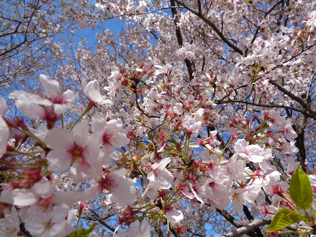 弥生の館むきばんだのソメイヨシノ桜