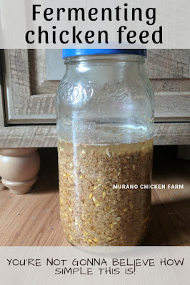 Fermenting feed in a glass jar