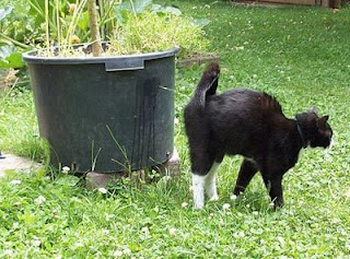 Cara Menghilangkan Bau Urine Kucing