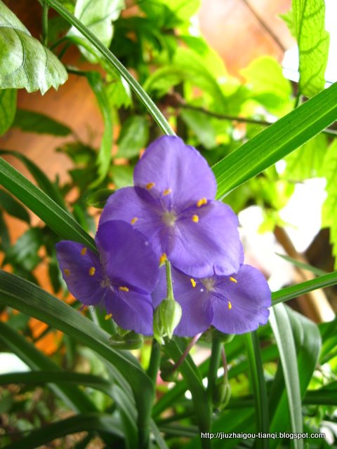 兰花-花:FL09020112325638