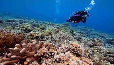 Biota Laut Pulau Kadidiri