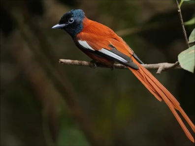 most beautiful bangladeshi birds