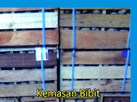 Harga Bibit Kentang terkini Nugraha Putra