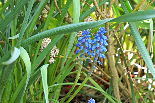 purple flowers