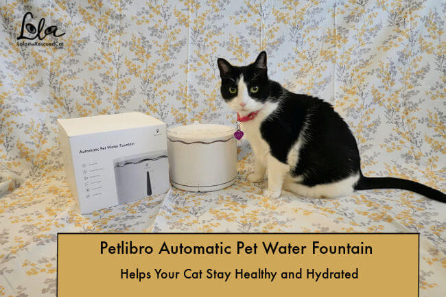 Black and white cat with Petlibro Fountain