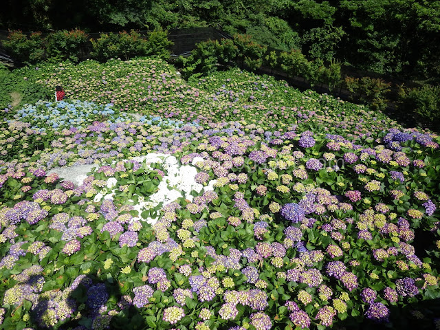 Yangmingshan Zhuzihu hydrangea