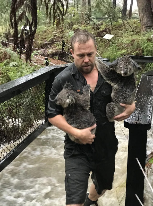 Abrieron un hospital  improvisado para salvar a los koalas de los incendios