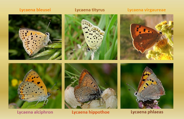 Los reversos de las Lycaena