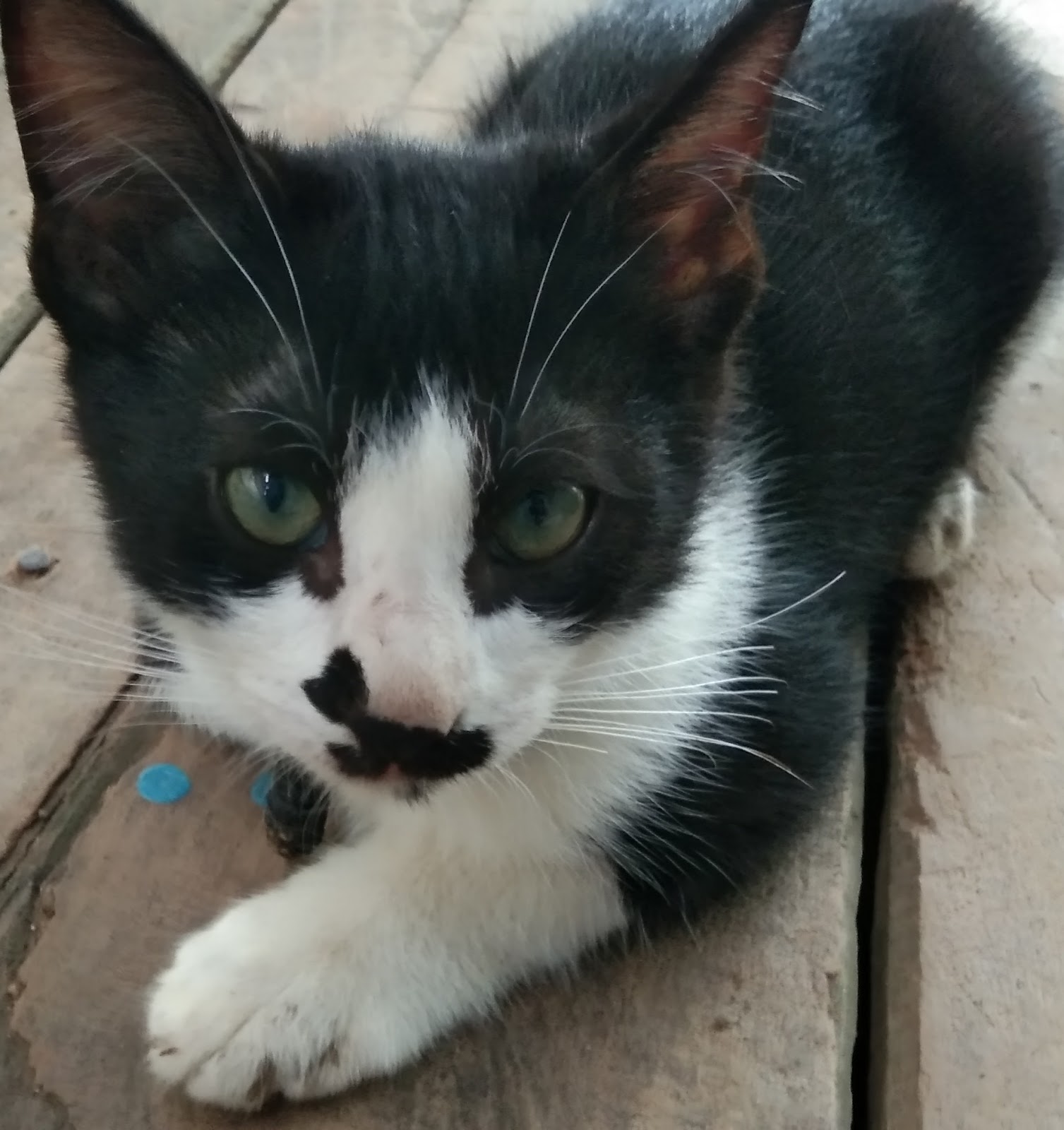 Bersyukurlah Jika Punya Kucing, Ini Rahasia Besarnya Menurut Islam 