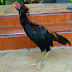 Menyortir Ayam Bangkok Umur 3Bulan