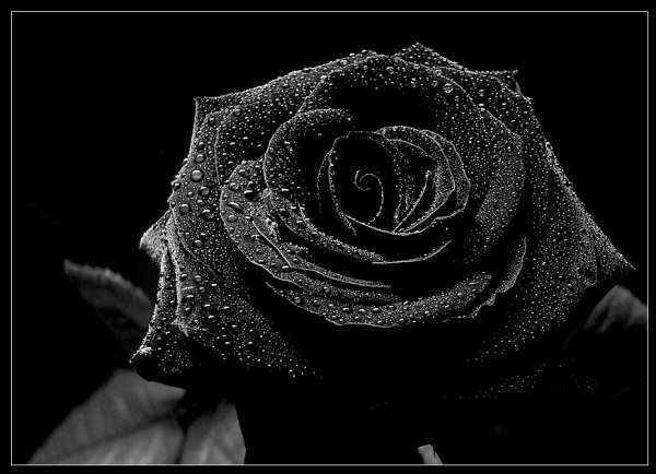 Black And White Rose Wallpaper