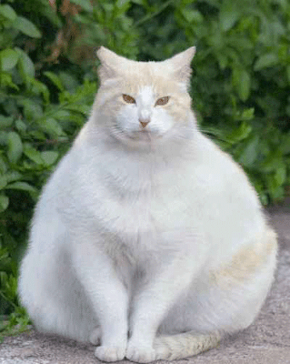 Top 10 fattest cat pictures