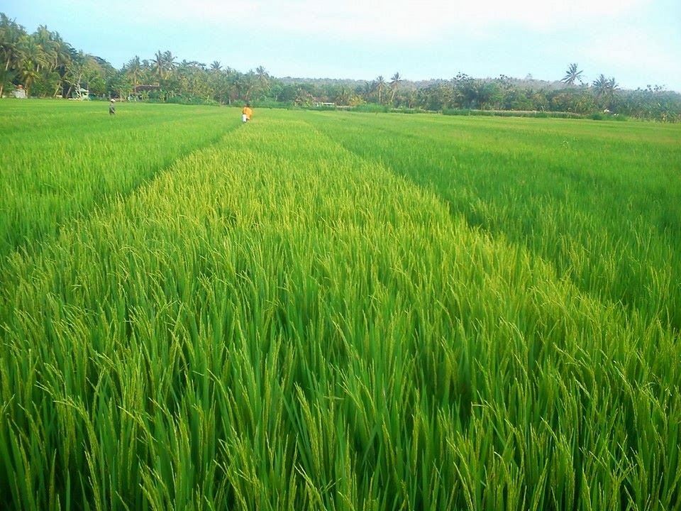 Gambar Padi Solusi Petani Nasa