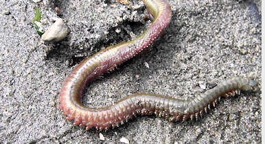 Salish Sea News and Weather: 11/5 Sand worm, orca family life, BC