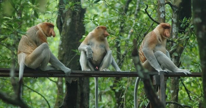 Bekantan Si Hidung Panjang Dari Kalimantan Pesona Nusantara