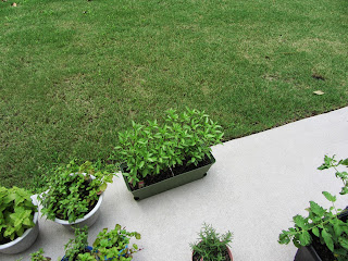 Gardening with Bobbins of Basil | bobbinsofbasil.blogspot.com