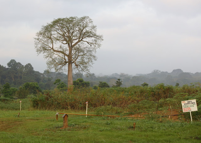 forest and crops at the heart of Ibadan