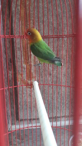  Gambar  Dunia Burung  Perbedaaan Lovebird  Biola  Opaline 