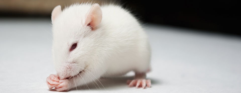 Alasan Tikus Putih banyak digunakan untuk Percobaan JUAL 