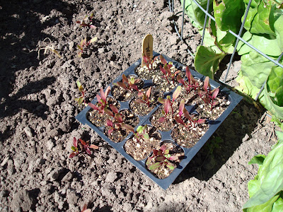 Compost Thermometer