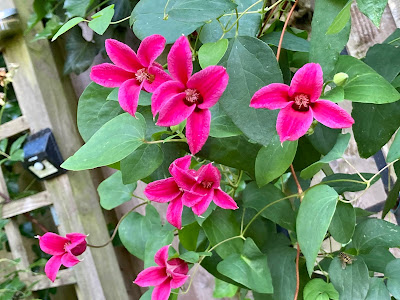 Pink clematis princess diana flowers