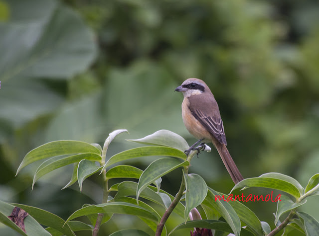 Brown shrike