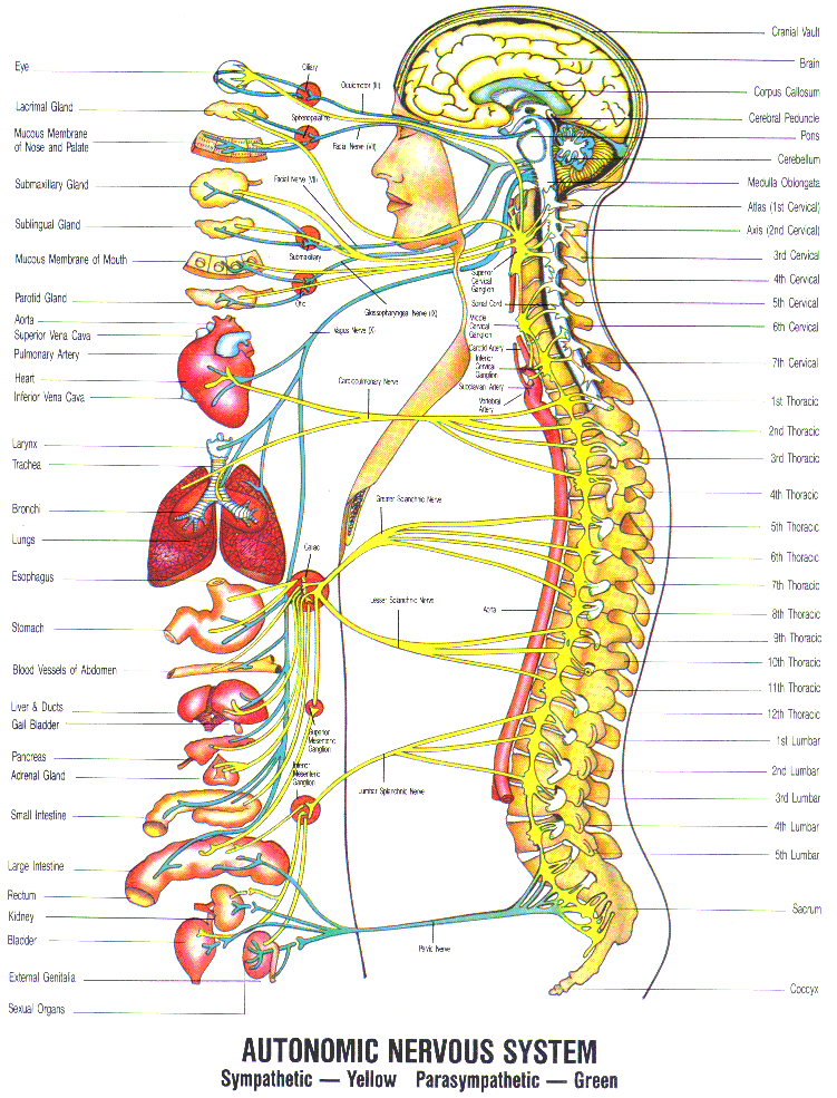 DamaiMedic Klinik Kota Kinabalu: OUR BODY'S COMMUNICATION SYSTEM: CIRCULATORY, NERVOUS, MERIDIAN