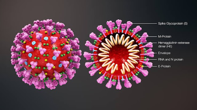 What is Corona Virus ? Article on corona virus in english