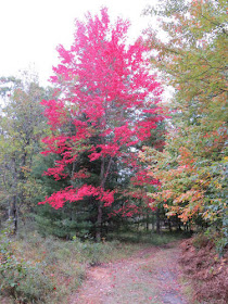 Red Tree