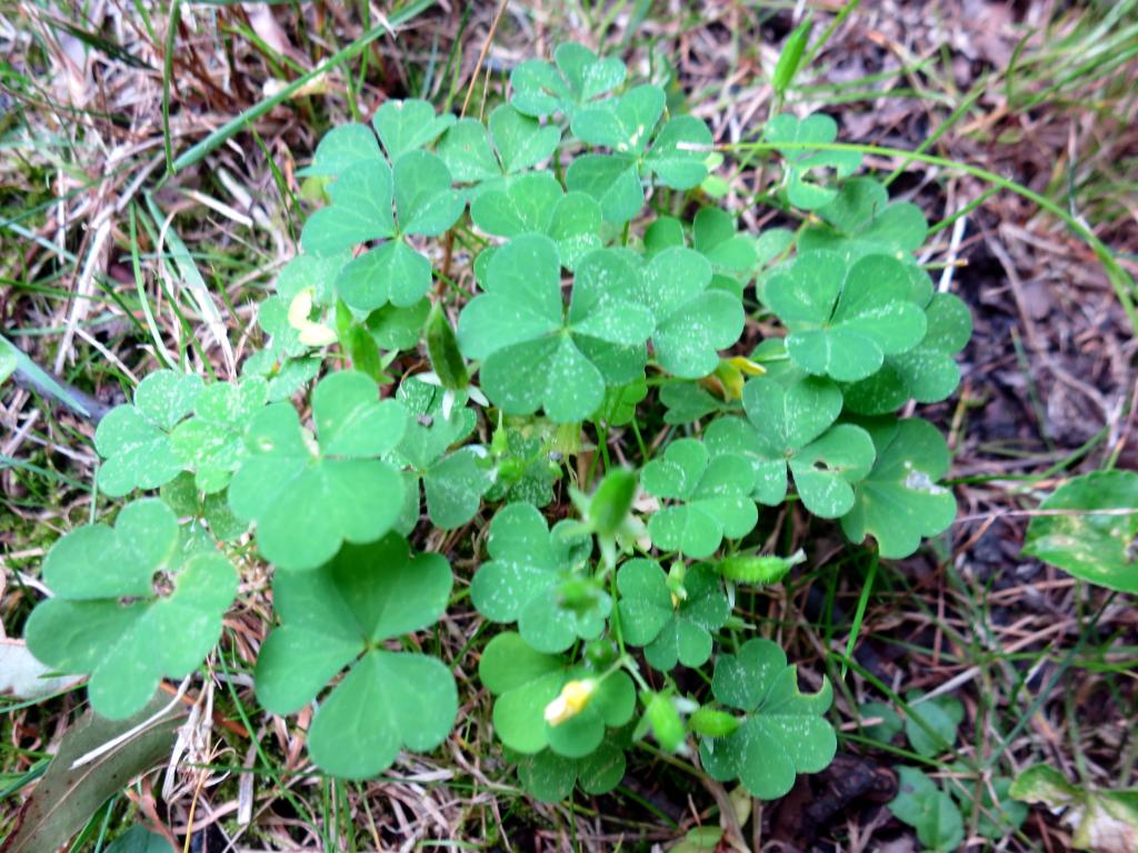 The Foraged Foodie Identifying And Foraging Common Wood Sorrel A Common Edible Weed Often Mistaken For Clover Or Shamrock Perfect For Beginners