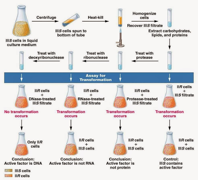 Procedimiento del experimento Avery–MacLeod–McCart . Procedimiento experimental, este se basa en extraer los componentes celulares y luego eliminarlos uno a uno hasta que el ratón vivo.