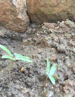 Morning Glory Sprouting out of ground