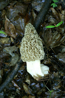 Morchella esculenta - Morille comestible - Morille blonde