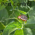 How to Control Houseplant Pests ? Health Care 