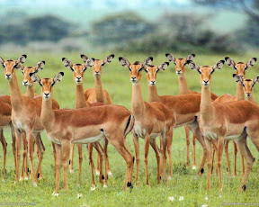 Deers | nature desktop wallpapers Images Photos